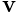\bf{v}