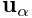 {\bf u}_{\alpha}