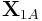 {\bf X}_{{1A}}